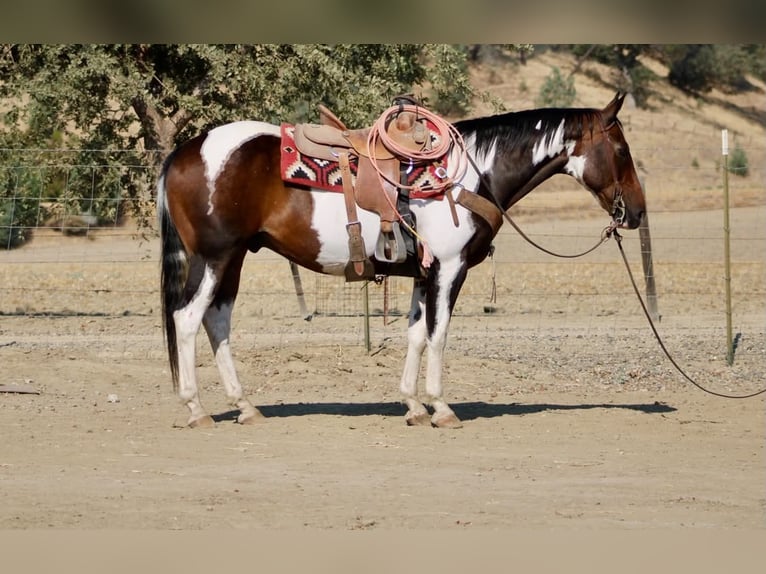 American Paint Horse Ruin 13 Jaar 152 cm Tobiano-alle-kleuren in Tres Pinos