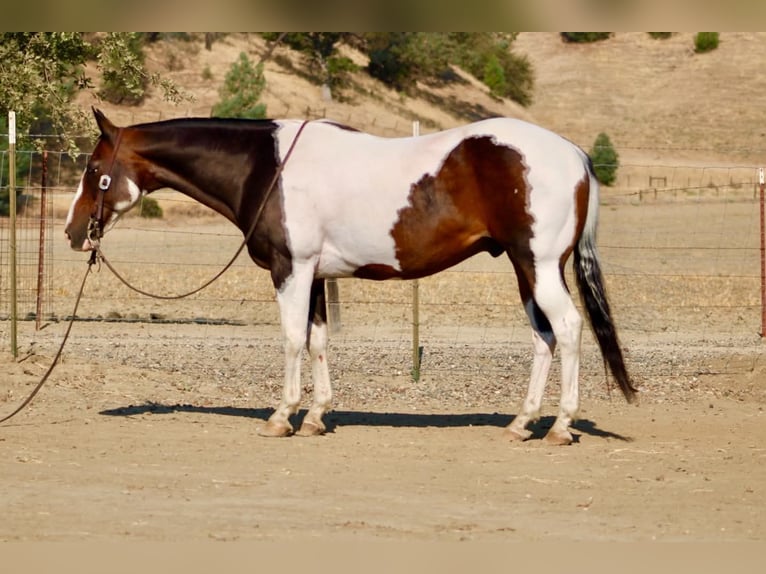 American Paint Horse Ruin 13 Jaar 152 cm Tobiano-alle-kleuren in Tres Pinos