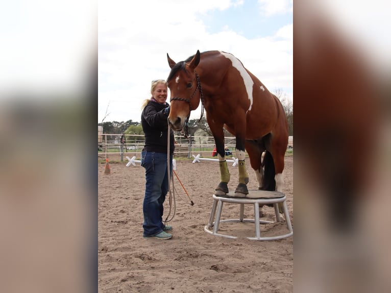 American Paint Horse Ruin 13 Jaar 153 cm Gevlekt-paard in Heppenheim (Bergstraße)