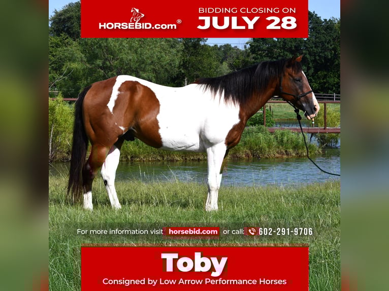 American Paint Horse Ruin 13 Jaar 155 cm Gevlekt-paard in Stephenville