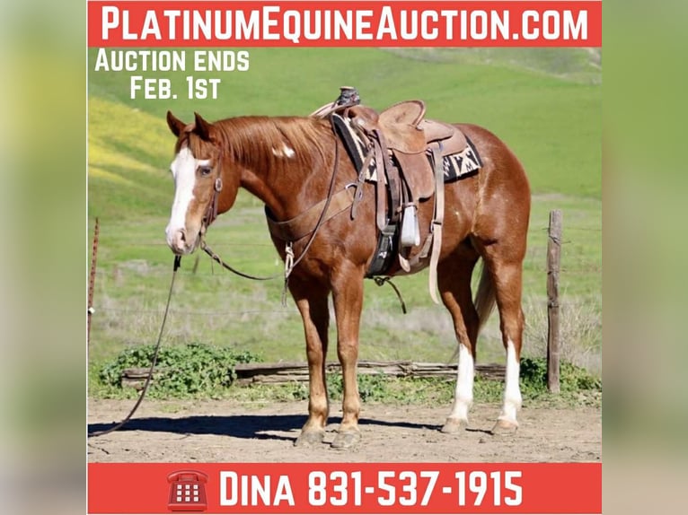 American Paint Horse Ruin 13 Jaar 155 cm Roodvos in Paicines CA