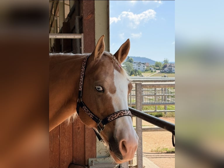 American Paint Horse Ruin 13 Jaar 162 cm Gevlekt-paard in Steinen