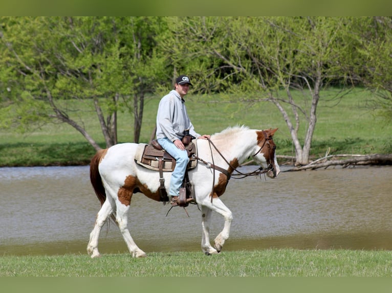 American Paint Horse Ruin 13 Jaar 163 cm Tobiano-alle-kleuren in Mckinney