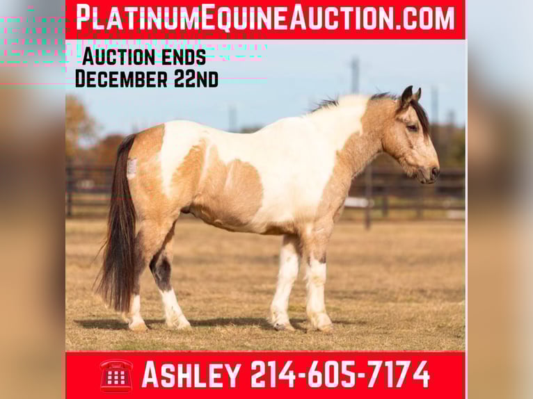 American Paint Horse Ruin 14 Jaar 137 cm Buckskin in weatherford TX