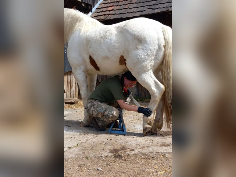 American Paint Horse Mix Ruin 14 Jaar 149 cm Gevlekt-paard in Mengen