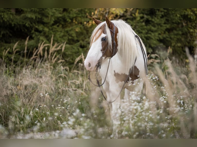 American Paint Horse Mix Ruin 14 Jaar 149 cm Gevlekt-paard in Mengen