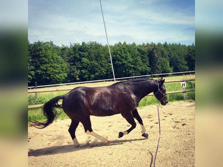 American Paint Horse Ruin 14 Jaar 150 cm Zwart in Iserlohn