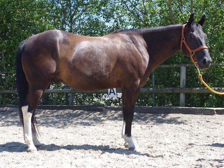 American Paint Horse Ruin 14 Jaar 150 cm Zwart in Iserlohn