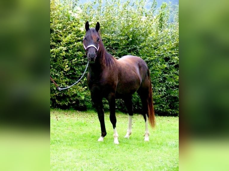American Paint Horse Ruin 14 Jaar 150 cm Zwart in Iserlohn