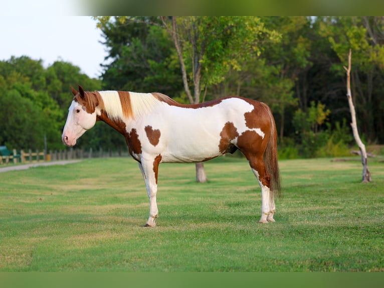 American Paint Horse Ruin 14 Jaar 152 cm Gevlekt-paard in Terrell