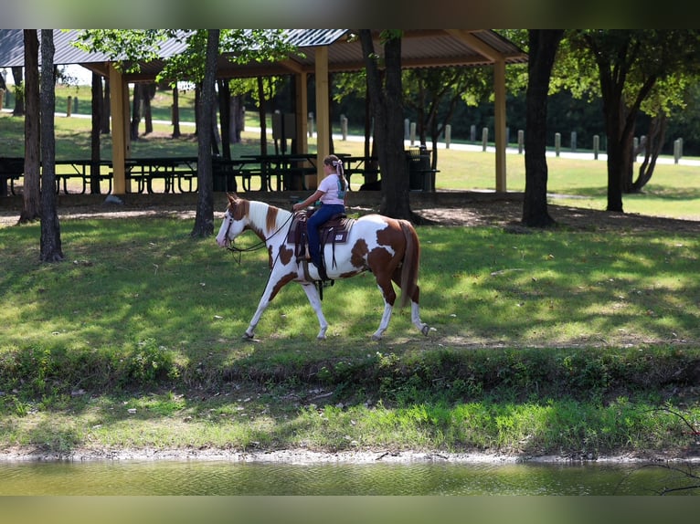 American Paint Horse Ruin 14 Jaar 152 cm Gevlekt-paard in Terrell