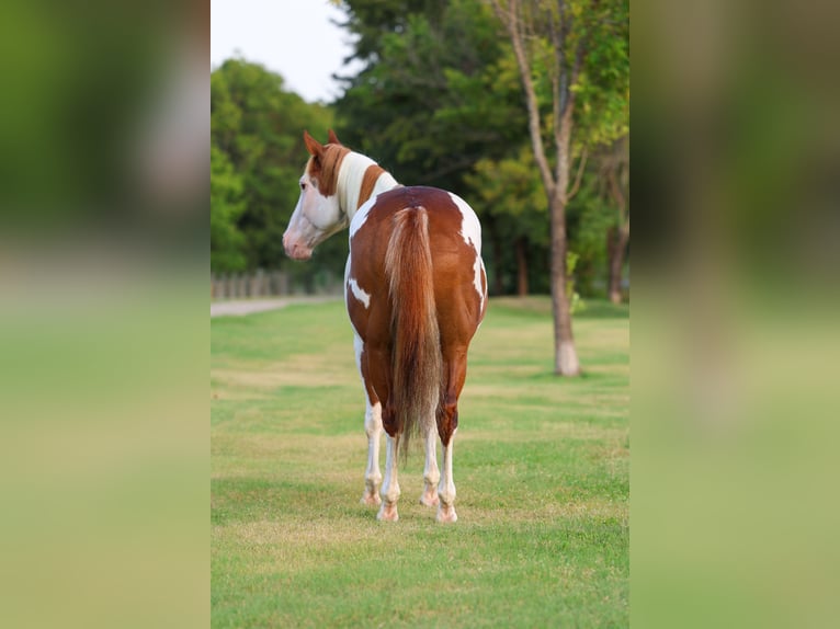 American Paint Horse Ruin 14 Jaar 152 cm Gevlekt-paard in Terrell