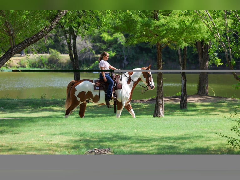 American Paint Horse Ruin 14 Jaar 152 cm Gevlekt-paard in Terrell