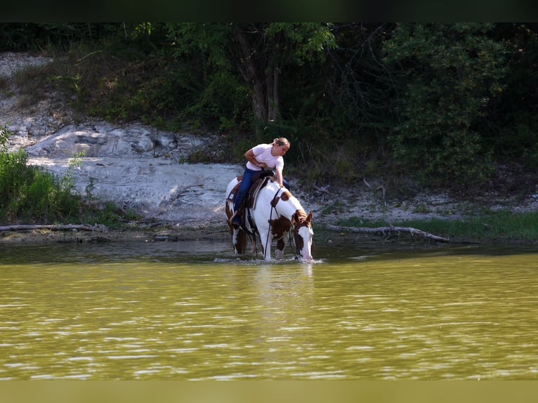 American Paint Horse Ruin 14 Jaar 152 cm Gevlekt-paard in Terrell