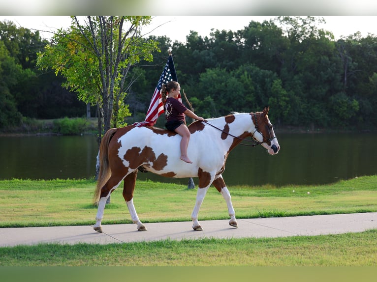 American Paint Horse Ruin 14 Jaar 152 cm Gevlekt-paard in Terrell