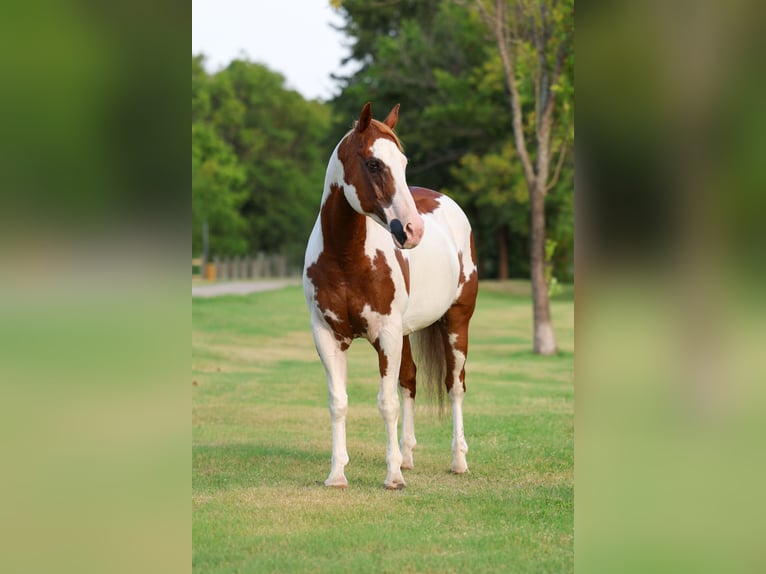 American Paint Horse Ruin 14 Jaar 152 cm Gevlekt-paard in Terrell
