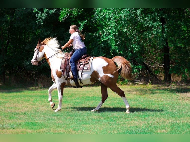 American Paint Horse Ruin 14 Jaar 152 cm Gevlekt-paard in Terrell