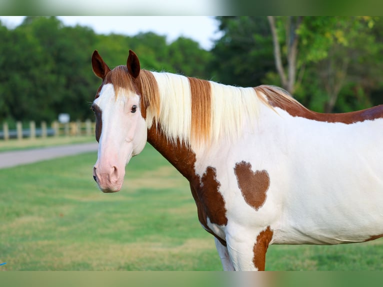 American Paint Horse Ruin 14 Jaar 152 cm Gevlekt-paard in Terrell
