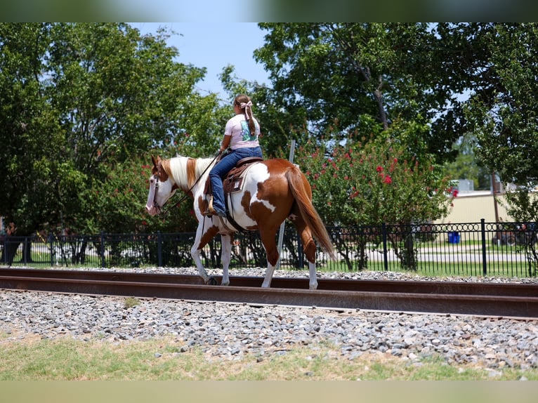 American Paint Horse Ruin 14 Jaar 152 cm Gevlekt-paard in Terrell