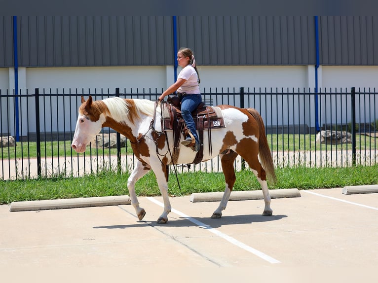 American Paint Horse Ruin 14 Jaar 152 cm Gevlekt-paard in Terrell