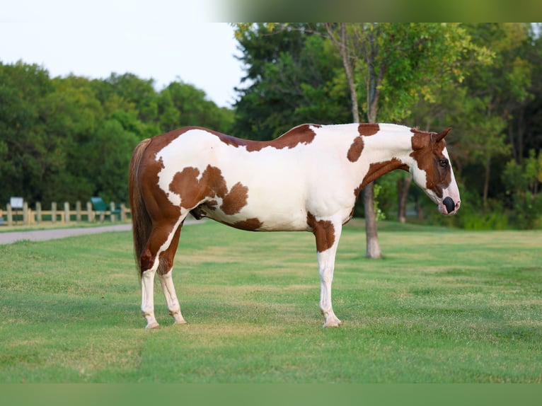 American Paint Horse Ruin 14 Jaar 152 cm Gevlekt-paard in Terrell