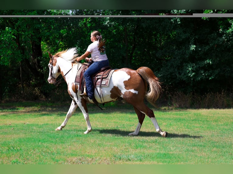 American Paint Horse Ruin 14 Jaar 152 cm Gevlekt-paard in Terrell
