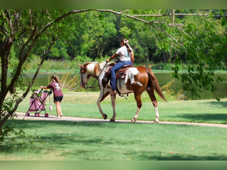 American Paint Horse Ruin 14 Jaar 152 cm Gevlekt-paard in Terrell