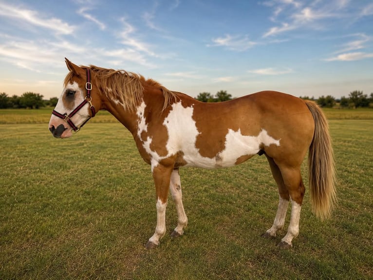 American Paint Horse Ruin 14 Jaar 152 cm Overo-alle-kleuren in Abilene