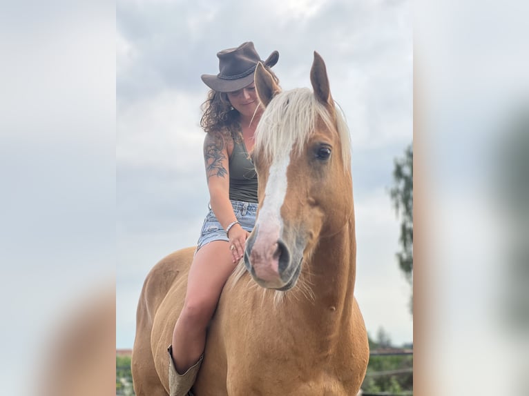 American Paint Horse Ruin 14 Jaar 152 cm Palomino in Puchheim