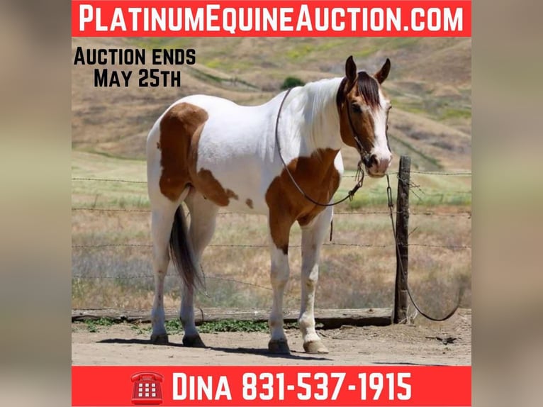 American Paint Horse Ruin 14 Jaar 155 cm Buckskin in Paicines CA