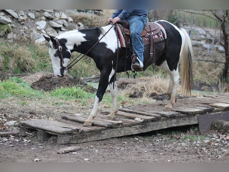 American Paint Horse Ruin 14 Jaar 157 cm Gevlekt-paard in Hamilton