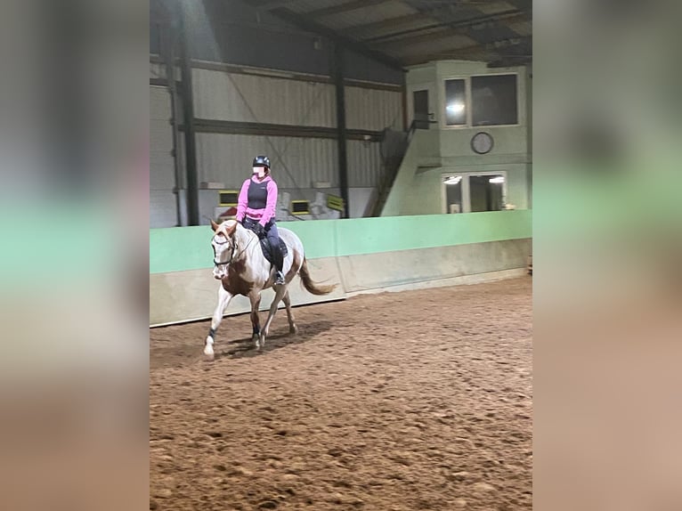 American Paint Horse Ruin 14 Jaar 157 cm Gevlekt-paard in Leer (Ostfriesland)