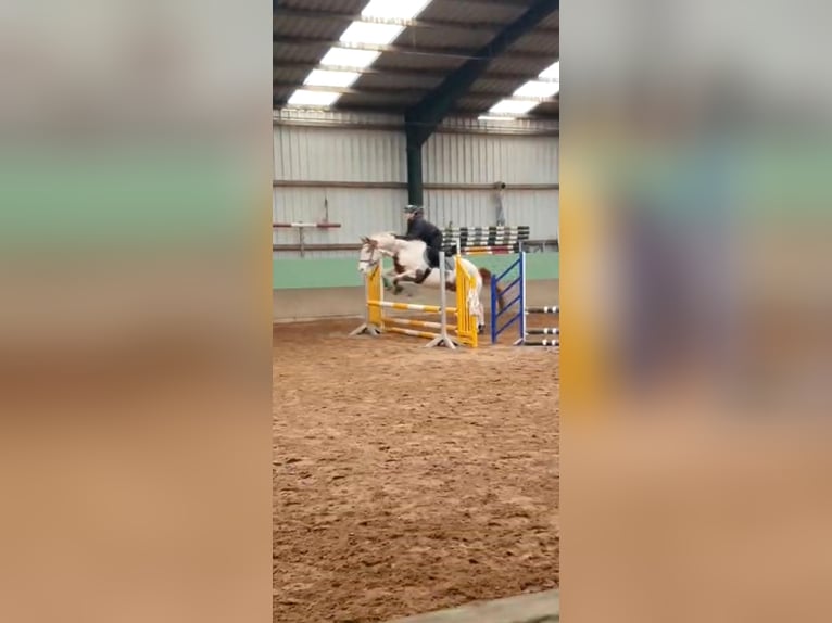 American Paint Horse Ruin 14 Jaar 157 cm Gevlekt-paard in Leer (Ostfriesland)