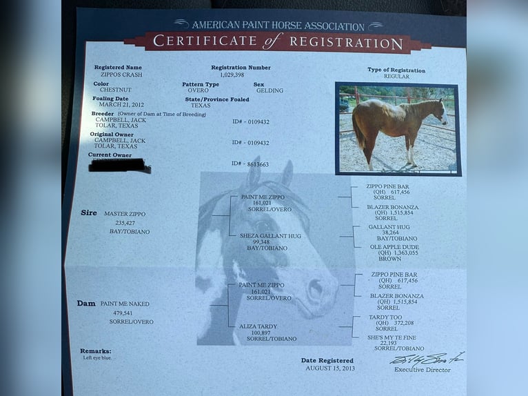 American Paint Horse Ruin 14 Jaar 163 cm Donkere-vos in Stephenville TX