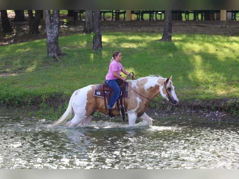 American Paint Horse Ruin 14 Jaar Gevlekt-paard in Forney