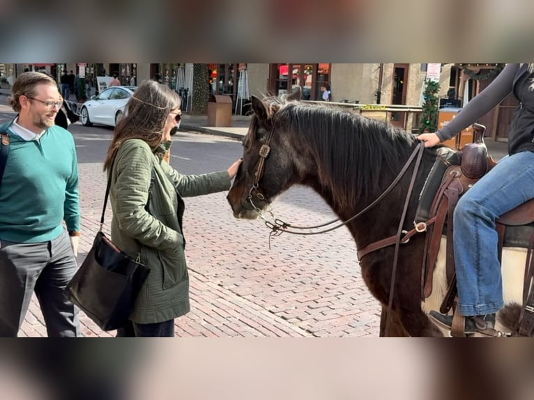 American Paint Horse Ruin 15 Jaar 145 cm Roan-Bay in Weatherford TX