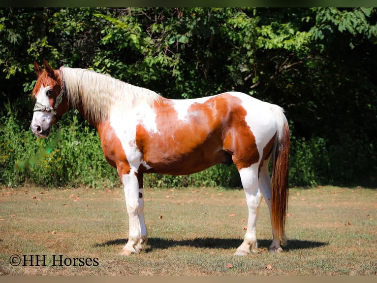 American Paint Horse Ruin 15 Jaar 150 cm Tobiano-alle-kleuren in Flemingsburg KY