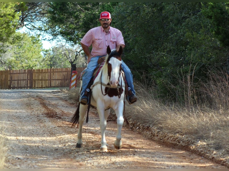 American Paint Horse Ruin 15 Jaar 152 cm Gevlekt-paard in Whitesboro