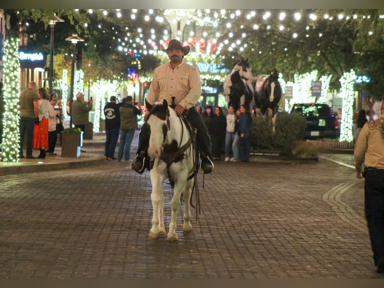 American Paint Horse Ruin 15 Jaar 152 cm Tobiano-alle-kleuren in Stephenville