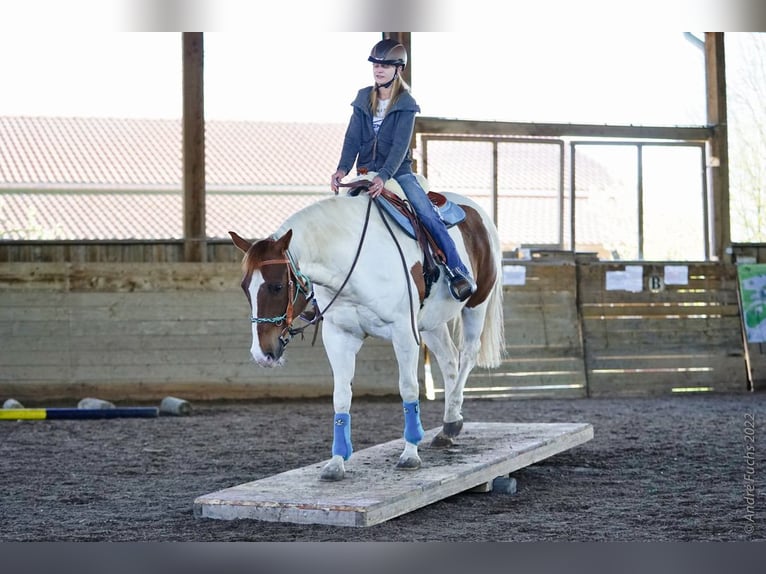 American Paint Horse Ruin 15 Jaar 160 cm Tobiano-alle-kleuren in Reutlingen