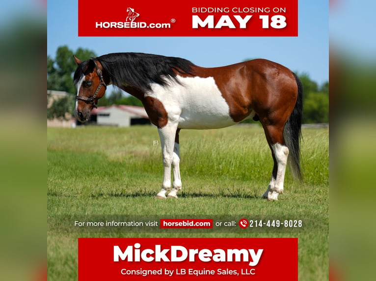 American Paint Horse Ruin 15 Jaar Gevlekt-paard in Terrell