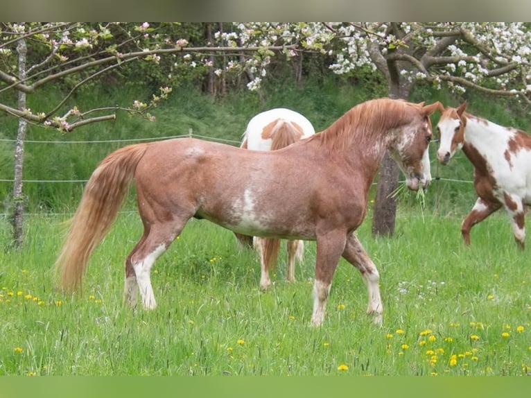 American Paint Horse Ruin 16 Jaar 147 cm Overo-alle-kleuren in Otzberg