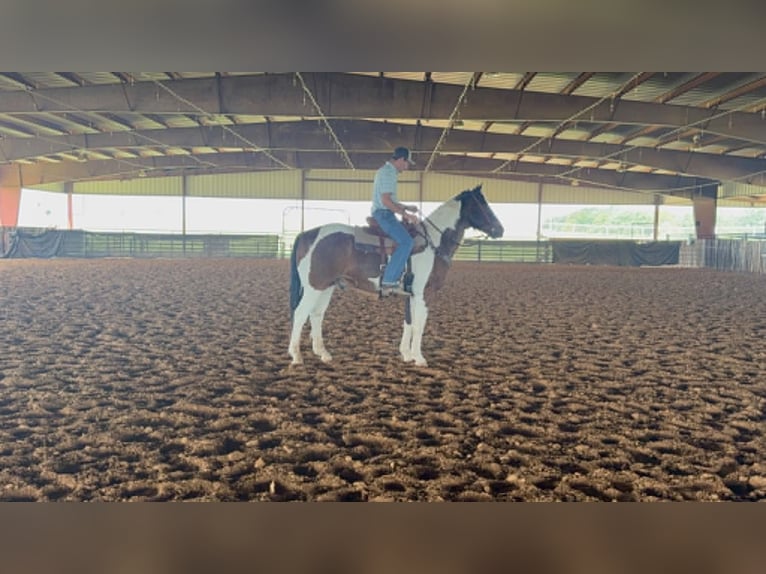 American Paint Horse Ruin 16 Jaar 163 cm Tobiano-alle-kleuren in Poolville
