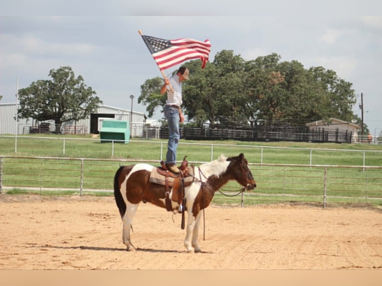 American Paint Horse Ruin 16 Jaar 163 cm Tobiano-alle-kleuren in Poolville