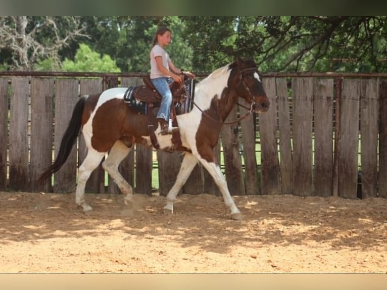 American Paint Horse Ruin 16 Jaar 163 cm Tobiano-alle-kleuren in Poolville