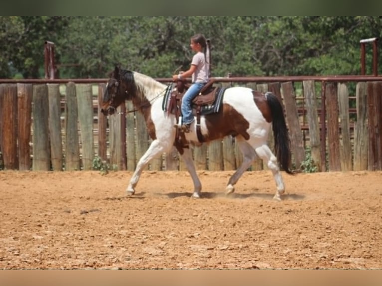 American Paint Horse Ruin 16 Jaar 163 cm Tobiano-alle-kleuren in Poolville