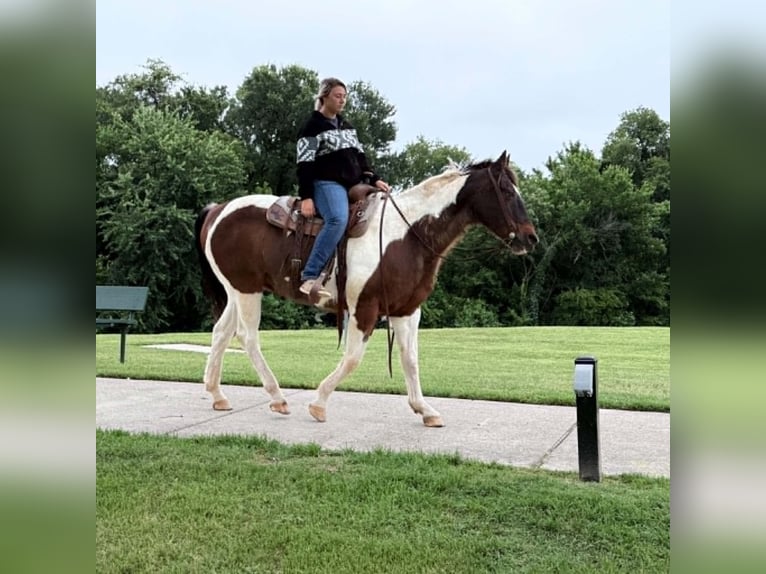American Paint Horse Ruin 16 Jaar 163 cm Tobiano-alle-kleuren in Poolville
