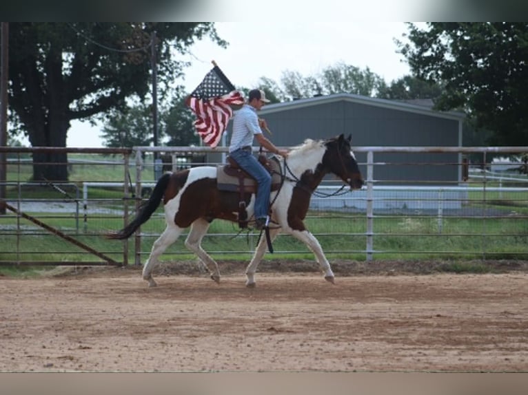 American Paint Horse Ruin 16 Jaar 163 cm Tobiano-alle-kleuren in Poolville