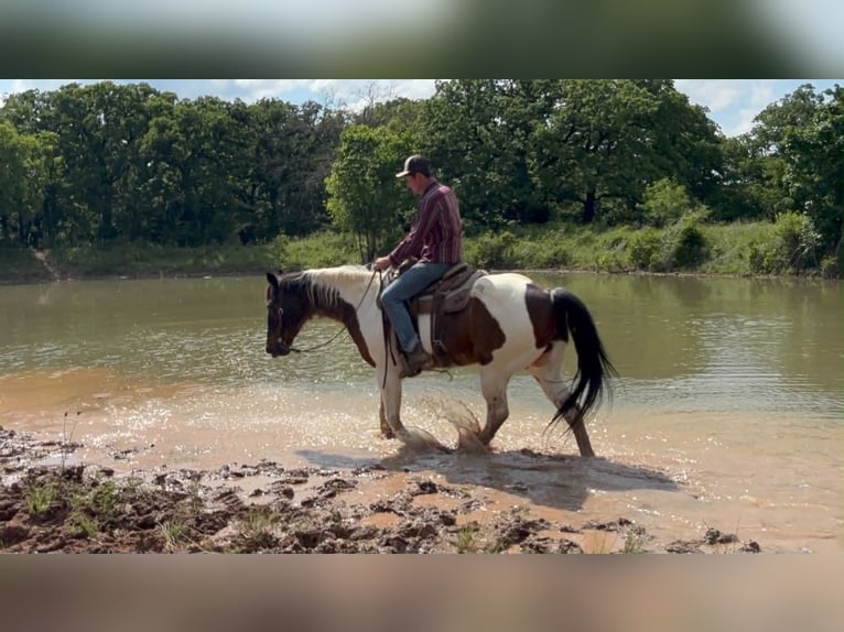 American Paint Horse Ruin 16 Jaar 163 cm Tobiano-alle-kleuren in Poolville
