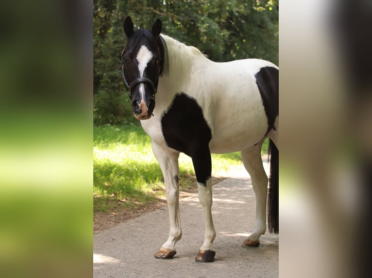 American Paint Horse Ruin 17 Jaar 148 cm Gevlekt-paard in Ludwigsburg